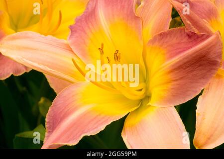 Taglilienblüte Hemerocallis „Egyptian Ibis“ Stockfoto