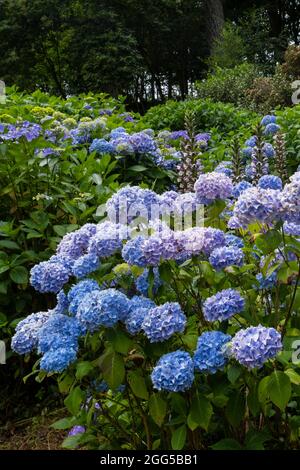 Hortensien wachsen in den üppigen subtropischen Trebah Gardens in Cornwall. Stockfoto