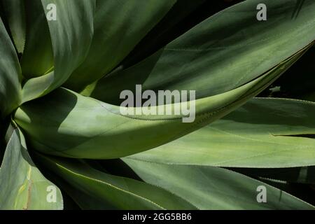 Eine Nahaufnahme der Blätter einer reifen Aloe Vera Pflanze, die in den subtropischen Trebah Gardens in Cornwall wächst. Stockfoto