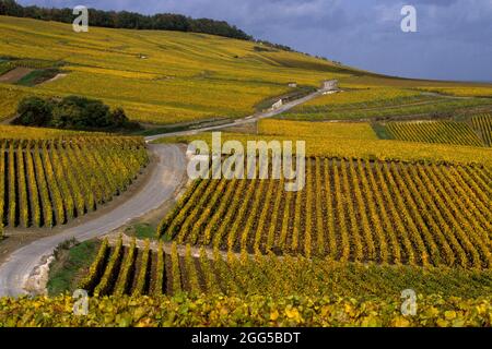 FRANKREICH. GRAND-EST. MARNE (51) DAS MARNE-TAL (COTE DES BLANCS) Stockfoto