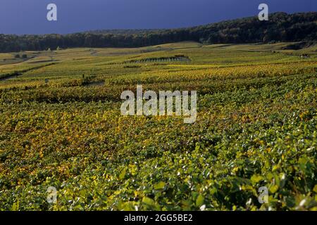 FRANKREICH. MARNE (51) DAS MARNE-TAL. REBSTÖCKE IM HERBST Stockfoto