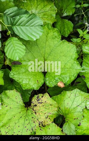 Tussilago fara, bekannt als Coltsfoot, grüne Pflanze des Grundselstammes mit großen breiten Blättern, die auf dem Waldboden in Deutschland, Europa, wachsen Stockfoto