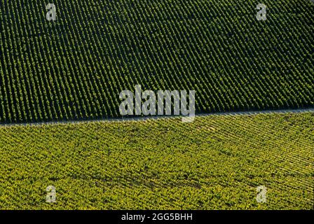 FRANKREICH. MARNE (51) DAS MARNE-TAL (COTE DES BLANCS). WEINREBEN IM SOMMER Stockfoto