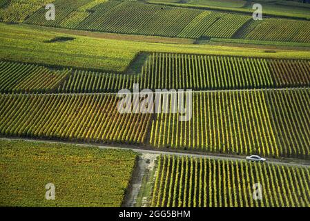 FRANKREICH. GRAND-EST. MARNE (51) DAS MARNE-TAL (COTE DES BLANCS). REBSTÖCKE IM HERBST Stockfoto