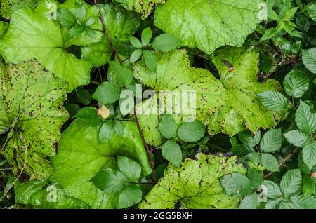 Tussilago fara, bekannt als Coltsfoot, grüne Pflanze des Grundselstammes mit großen breiten Blättern, die auf dem Waldboden in Deutschland, Europa, wachsen Stockfoto