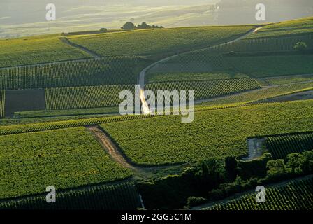 FRANKREICH. MARNE (51) DAS MARNE-TAL (COTE DES BLANCS). WEINREBEN IM SOMMER Stockfoto