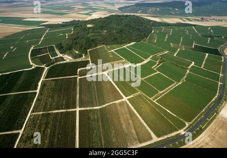 FRANKREICH. MARNE (51) DAS MARNE-TAL. LUFTAUFNAHME DES WEINBERGS VON CHAMPAGNER (COTE DES BLANCS) UND DES MONT AIME Stockfoto