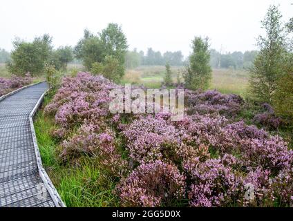 Tregaron, Ceredigion, Wales, Großbritannien. 29. August 2021 UK Wetter: Nebliger Morgen im Cors Caron National Nature Reserve in der Nähe von Tregaron in der Mitte von Wales, mit einem Netzwerk von Strandwanderungen, die es Besuchern ermöglichen, direkt ins Herz der Feuchtgebiete zu gehen, um die vielfältige Tierwelt und Landschaft aus der Nähe zu sehen. © Ian Jones/Alamy Live News Stockfoto