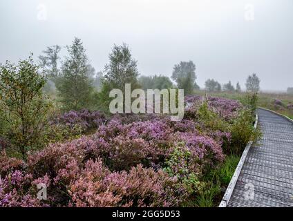 Tregaron, Ceredigion, Wales, Großbritannien. 29. August 2021 UK Wetter: Nebliger Morgen im Cors Caron National Nature Reserve in der Nähe von Tregaron in der Mitte von Wales, mit einem Netzwerk von Strandwanderungen, die es Besuchern ermöglichen, direkt ins Herz der Feuchtgebiete zu gehen, um die vielfältige Tierwelt und Landschaft aus der Nähe zu sehen. © Ian Jones/Alamy Live News Stockfoto