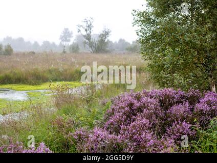 Tregaron, Ceredigion, Wales, Großbritannien. 29. August 2021 UK Wetter: Nebliger Morgen im Cors Caron National Nature Reserve in der Nähe von Tregaron in der Mitte von Wales, mit einem Netzwerk von Strandwanderungen, die es Besuchern ermöglichen, direkt ins Herz der Feuchtgebiete zu gehen, um die vielfältige Tierwelt und Landschaft aus der Nähe zu sehen. © Ian Jones/Alamy Live News Stockfoto