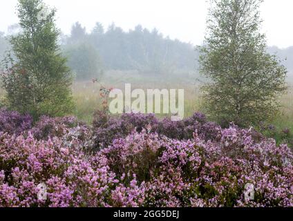 Tregaron, Ceredigion, Wales, Großbritannien. 29. August 2021 UK Wetter: Nebliger Morgen im Cors Caron National Nature Reserve in der Nähe von Tregaron in der Mitte von Wales, mit einem Netzwerk von Strandwanderungen, die es Besuchern ermöglichen, direkt ins Herz der Feuchtgebiete zu gehen, um die vielfältige Tierwelt und Landschaft aus der Nähe zu sehen. © Ian Jones/Alamy Live News Stockfoto