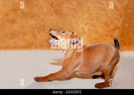 Ein Mini-Pinscher-Welpe steht seitlich auf hellem Hintergrund. Ein schöner verspielter Welpe. Der kleine Hund ist glücklich. Ein fröhliches Haustier. Ein brauner Hund. Ein charmantes Haustier. Nahaufnahme, Hochformat. Stockfoto