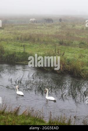 Tregaron, Ceredigion, Wales, Großbritannien. 29. August 2021 Großbritannien Wetter: Schwäne gleiten am Fluss Teifi entlang, während Pferde im Nebel am Stadtrand von Tregaron in der Mitte von Wales grasen, mit der Vorhersage von Sonnenschein, sobald der Nebel aufgeht. © Ian Jones/Alamy Live News Stockfoto