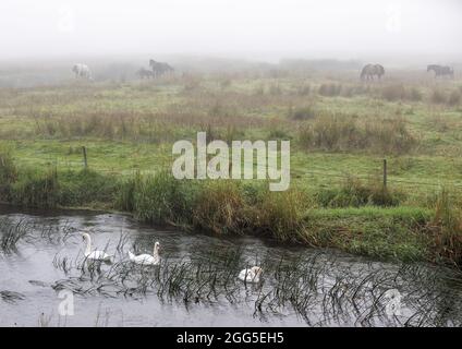 Tregaron, Ceredigion, Wales, Großbritannien. 29. August 2021 Großbritannien Wetter: Schwäne gleiten am Fluss Teifi entlang, während Pferde im Nebel am Stadtrand von Tregaron in der Mitte von Wales grasen, mit der Vorhersage von Sonnenschein, sobald der Nebel aufgeht. © Ian Jones/Alamy Live News Stockfoto