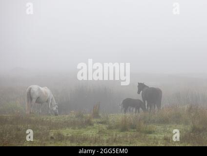 Tregaron, Ceredigion, Wales, Großbritannien. 29. August 2021 Großbritannien Wetter: Pferde grasen im Nebel am Stadtrand von Tregaron in der Mitte von Wales, mit der Vorhersage von Sonnenschein, sobald der Nebel aufgeht. © Ian Jones/Alamy Live News Stockfoto