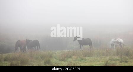 Tregaron, Ceredigion, Wales, Großbritannien. 29. August 2021 Großbritannien Wetter: Pferde grasen im Nebel am Stadtrand von Tregaron in der Mitte von Wales, mit der Vorhersage von Sonnenschein, sobald der Nebel aufgeht. © Ian Jones/Alamy Live News Stockfoto