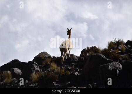 Eine Vicuña, die auf den Felsen des Mount Chimborazo - Ecuador posiert Stockfoto
