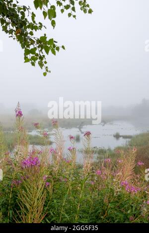 Tregaron, Ceredigion, Wales, Großbritannien. 29. August 2021 UK Wetter: Nebliger Morgen im Cors Caron National Nature Reserve in der Nähe von Tregaron in der Mitte von Wales, mit der Vorhersage von Sonnenschein, sobald der Nebel aufgeht. © Ian Jones/Alamy Live News Stockfoto