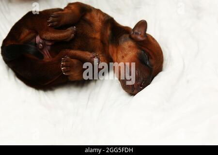 Ein neugeborener Hund. Ein kleiner Welpe auf weißem Hintergrund. Ein Welpe liegt. Reinrassige Welpen. Mini-Pinscher. Cutie. Konzept: Geburt, Liebe, Fürsorge, Zärtlichkeit. Stockfoto