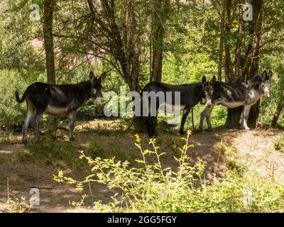 Eine Nahaufnahme von drei Eseln in einem Feld unter Baumschatten Stockfoto