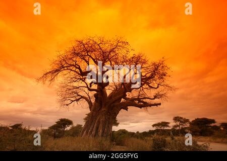 Riesiger Baobab-Baum (Adansonia digitata) bei Sonnenuntergang, Tarangire-Nationalpark, Tansania Stockfoto