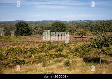 Blühende Heidekraut (Calluna vulgaris) in der Wahner Heide auf dem Telegraphen-Hügel, Troisdorf, Nordrhein-Westfalen, Deutschland. Bluehende Besenheide Stockfoto