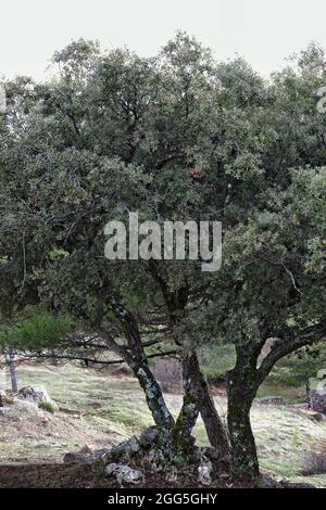 Quercus ilex L. subsp. ballota. holm-Eiche Stockfoto