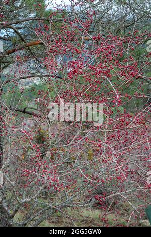 Crataegus monogyna. Weißdorn Stockfoto