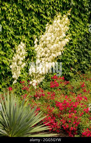 Yucca gloriosa spanischer Dolch Yucca Blumengarten Pflanze rote Rose Stockfoto