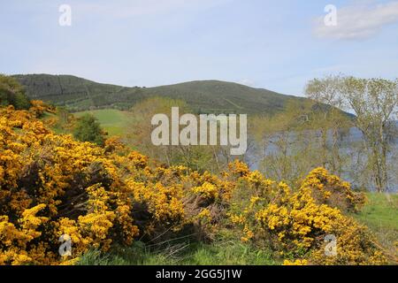 Schottische Besenlandschaft von Urquhart Castle am Loch Ness, Schottland, Großbritannien Stockfoto