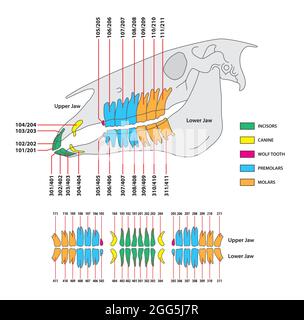 vektor-Kunstwerk des permanenten Gebiss von Pferden Stock Vektor