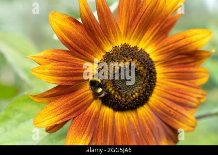 Hummeln auf einer roten Sonnenblume aus nächster Nähe Stockfoto