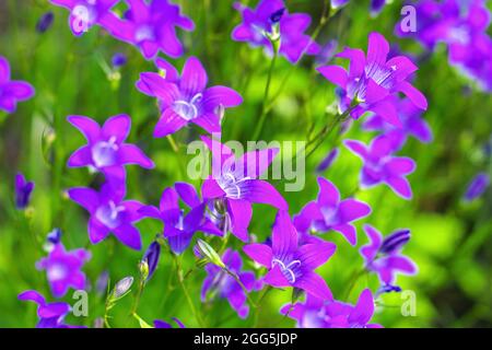 Die Glockenblume (Campanula patula) im Frühjahr auf einer Wiese ausbreitend Stockfoto