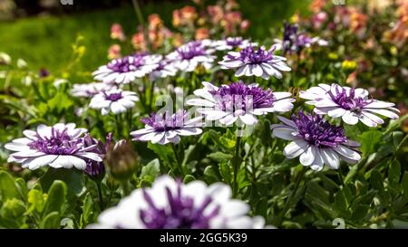 Osteospermum „3D Blueberry Shake“ Stockfoto
