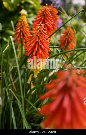 Kniphofia 'Papaya Popsicle 'Popsicle Serie Fackel Lily Stockfoto