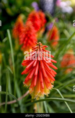 Kniphofia 'Papaya Popsicle 'Popsicle Serie Fackel Lily Stockfoto