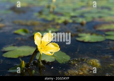 Eine umsäumte Seerose oder Gelbes Schwebendes Herz - Nymphoides peltata - in einem Teich im Eemland-Polder in den Niederlanden Stockfoto