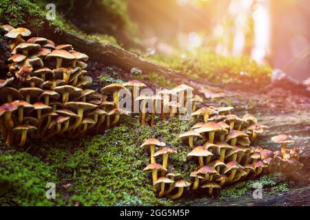 Klumpen von Honigpilz, armillaria, auf einem verfaulenden Baum im New Forest, Hampshire, Großbritannien. Herbstsonne strömt durch den Wald. S Stockfoto