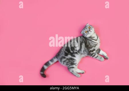 Graues schottisches Faltenkätzchen liegt isoliert auf einem rosa Hintergrund Stockfoto