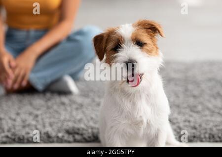 Liebenswert kleinen Hund Jack russel Terrier Blick auf Kamera Stockfoto