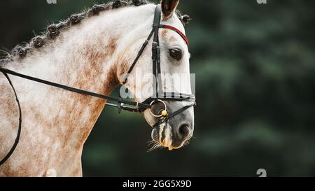 Porträt eines schönen getupften grauen Pferdes mit einer geflochtenen Mähne und einem Zaumzeug an der Schnauze, das an einem Sommer e gegen das dunkle Laub der Bäume springt Stockfoto