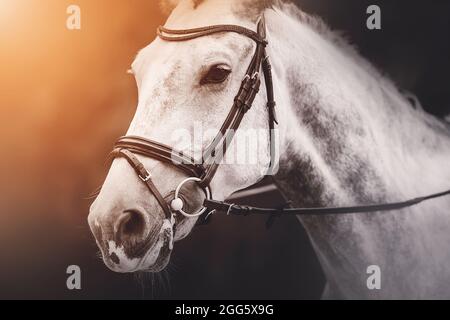 Porträt eines schönen getupften grauen Pferdes mit einem Zaumzeug an der Schnauze, das an einem nebligen Abend von hellem Sonnenlicht beleuchtet wird. Reitsport. Stockfoto