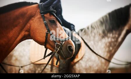 Porträt eines schönen Lorbeerpferdes mit einer dunklen Mähne, gegen die sich ein weiteres Pferd mit einem Reiter im Sattel befindet. Reitsport. Reiten. Stockfoto