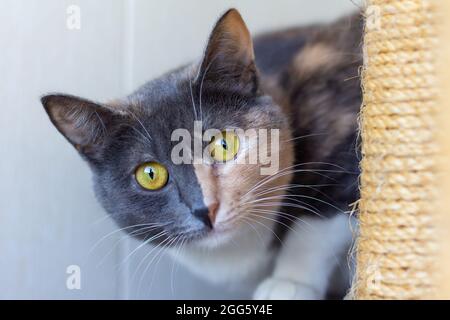 Hauskatze mit großen gelb-grünen Augen sitzt drinnen neben einem Kratzbaum und schaut auf die Kamera. Nahaufnahme. Stockfoto