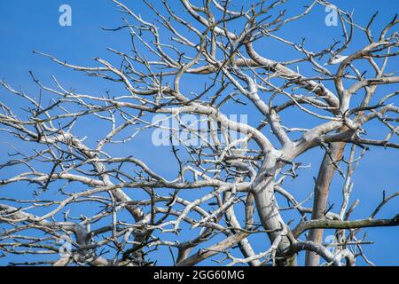 Toter alter weißer Baum ohne Blätter Stockfoto