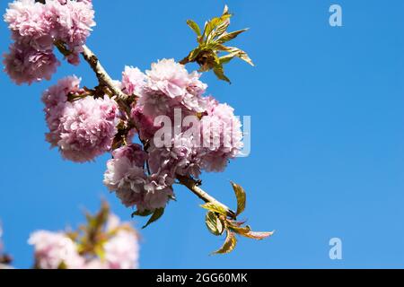 Blüte auf einem Ast Stockfoto