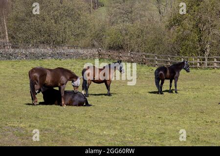 Vier Pferde auf einem Feld Stockfoto