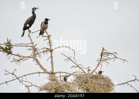 Kormorane schwarzer Wasservogel in der Natur Stockfoto