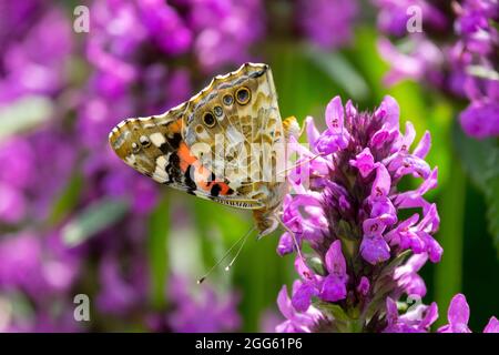 Bemalte Lady Butterfly Vanessa Cardui geschlossene Flügel Stockfoto