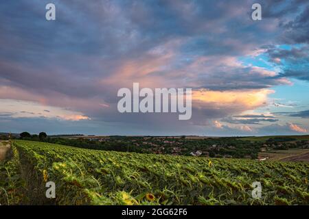 Gewitterregen in der Ferne wird von der untergehenden Sonne beleuchtet. Sonnenblumenfeld im Vordergrund. Stockfoto